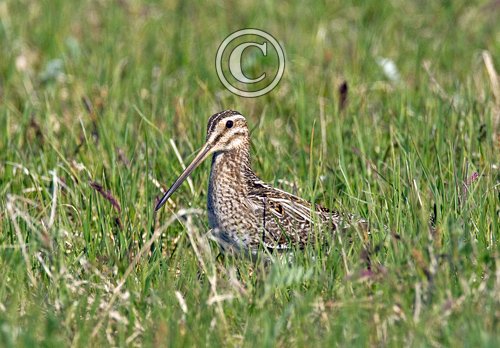 Common Snipe DM1050